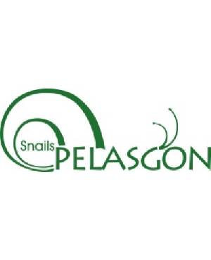 Snail Pelasgon 