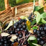 aronia-berry-basket-harvest